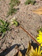 Taraxacum hybernum