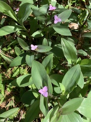 Tradescantia pallida