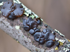 Exidia brunneola