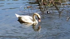 Cygnus olor