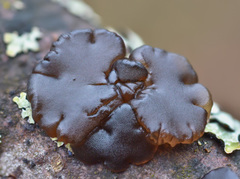 Exidia brunneola