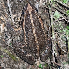 Discoglossus galganoi