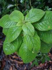 Mussaenda philippica