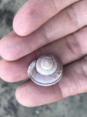 Helminthoglypta walkeriana