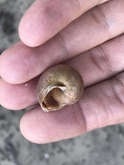 Helminthoglypta walkeriana