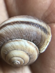 Helminthoglypta walkeriana