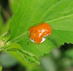 Charidotella tuberculata