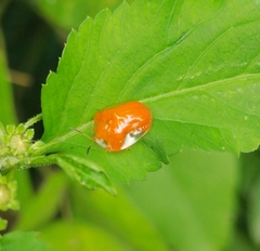 Charidotella tuberculata