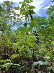 Phytolacca americana