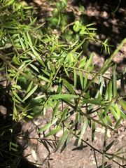 Podocarpus laetus