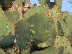 Opuntia alta
