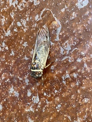 Diceroprocta marevagans