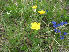 Anemonastrum speciosum
