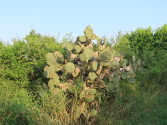 Opuntia alta