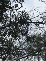 Colicodendron scabridum