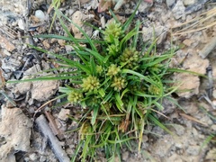 Cyperus michelianus