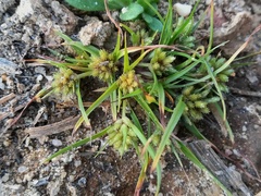 Cyperus michelianus