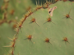 Opuntia alta