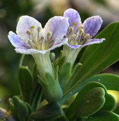 Lycium pallidum oligospermum