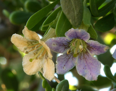 Lycium pallidum oligospermum