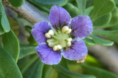 Lycium pallidum oligospermum