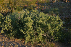 Lycium pallidum oligospermum