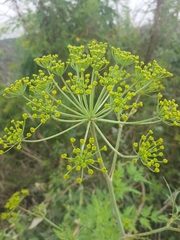 Notobubon gummiferum