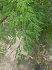 Notobubon gummiferum
