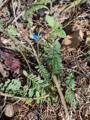 Astragalus bibullatus