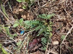 Astragalus bibullatus