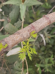 Notobubon gummiferum