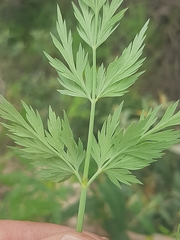 Notobubon gummiferum
