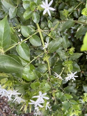 Jasminum multiflorum