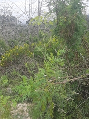 Notobubon gummiferum