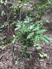 Myroxylon balsamum