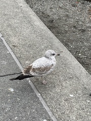 Larus delawarensis