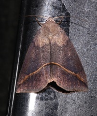 Argyrostrotis flavistriaria