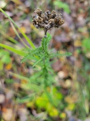 Achillea millefolium borealis