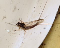 Leptophlebia