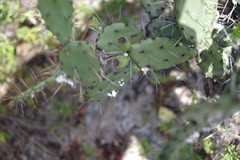 Dactylopius confusus