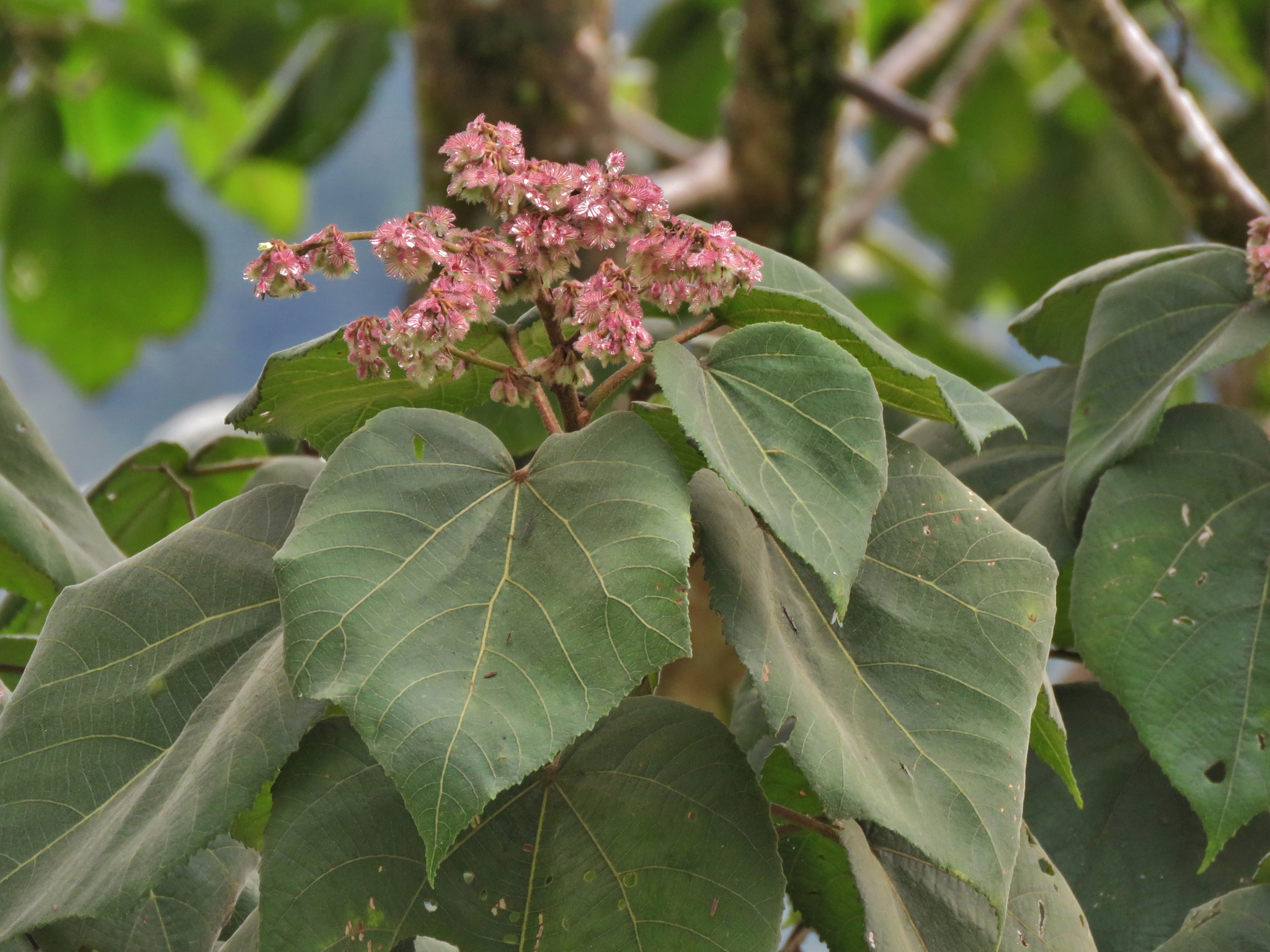 Heliocarpus americanus