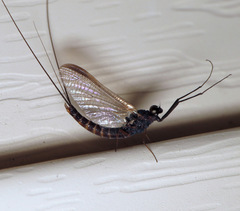 Leptophlebia