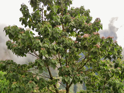 Heliocarpus americanus