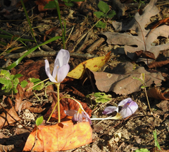 Crocus speciosus