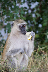 Chlorocebus pygerythrus