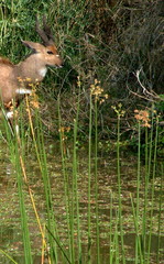 Schoenoplectus scirpoides