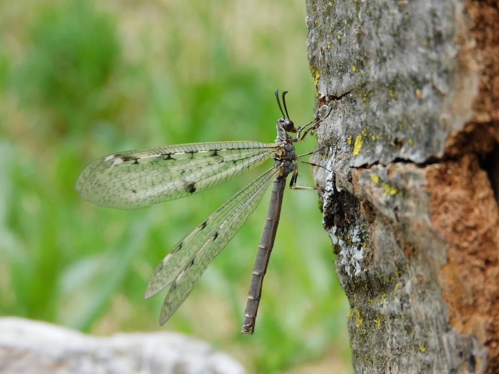 Spotted-wing antlion, photo 1 of 7