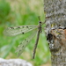 Spotted-wing Antlion - Photo (c) Andrea Montechiarini, some rights reserved (CC BY-NC), uploaded by Andrea Montechiarini
