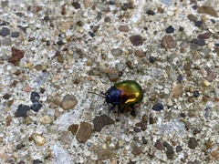 Chrysolina auripennis
