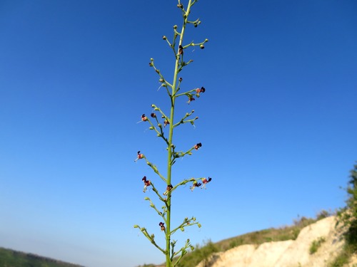 Scrophularia xanthoglossa
